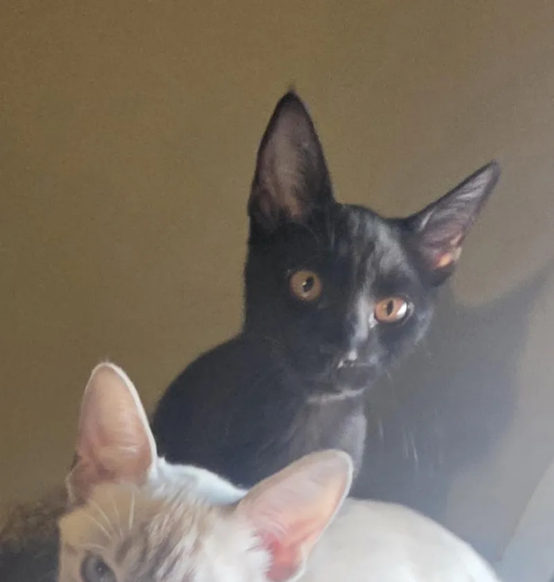 A baby small-sized male Black Domestic Short Hair cat named Rowan Harness for adoption in Chandler, AZ