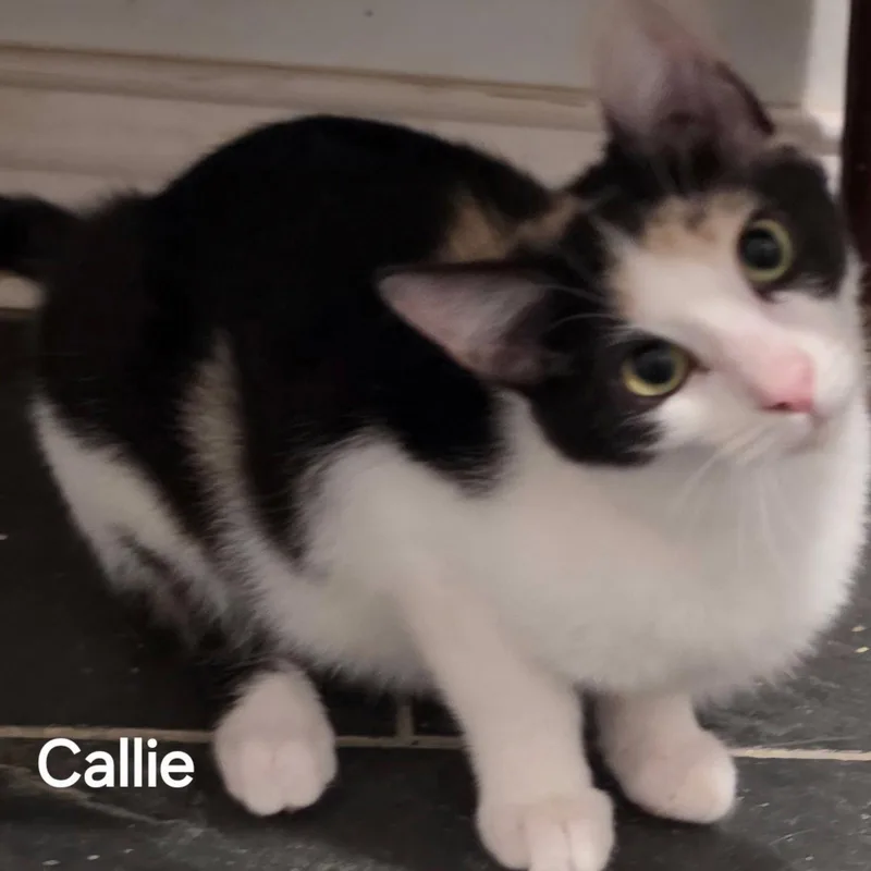 A young medium-sized female Calico cat named Callie for adoption in Versailles, KY