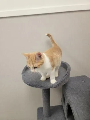 A baby small-sized male Domestic Short Hair cat named Austin for adoption in Fergus Falls, MN