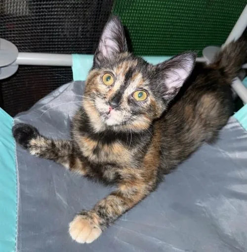 A baby medium-sized female Tortoiseshell cat named Marisol for adoption in oceanside, CA