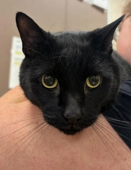 An adult large-sized male Domestic Short Hair cat named Cooper for adoption in Fishers, IN