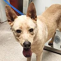 An adult medium-sized female Apricot / Beige Australian Cattle Dog / Blue Heeler dog named Cheeseburger  URGENT for adoption in Thousand Oaks, CA