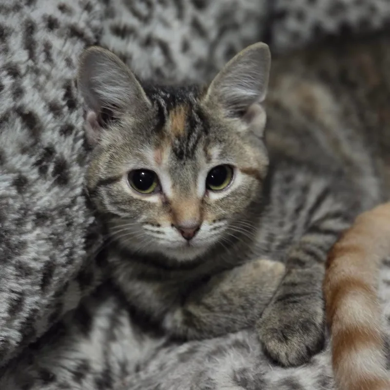 A baby small-sized female Brown / Chocolate Domestic Short Hair cat named Chipmunk for adoption in Troy, IL