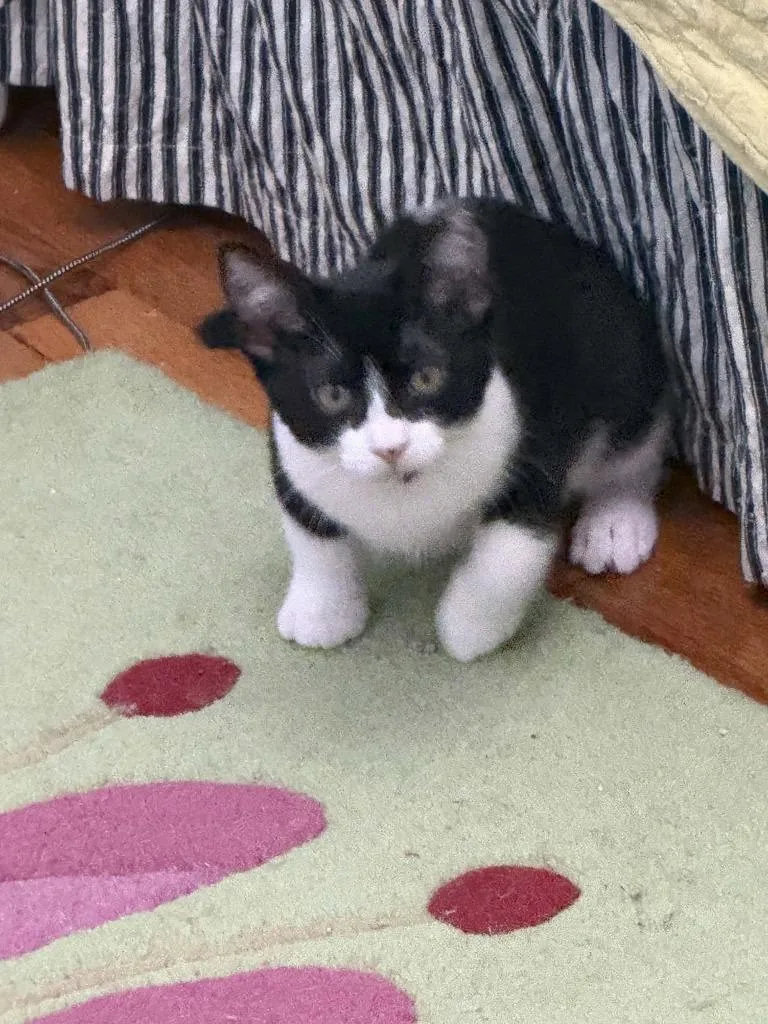 A baby medium-sized female Domestic Short Hair cat named Nicole for adoption in Grovetown, GA