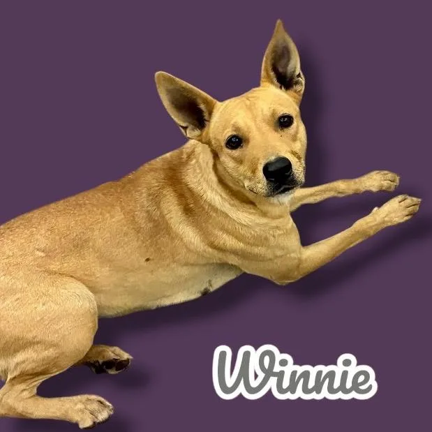 A young medium-sized female Brown / Chocolate Carolina Dog dog named Winnie for adoption in Scottsdale, AZ