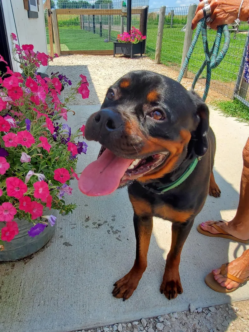 A young large-sized male Rottweiler dog named Ace for adoption in Oswego, IL