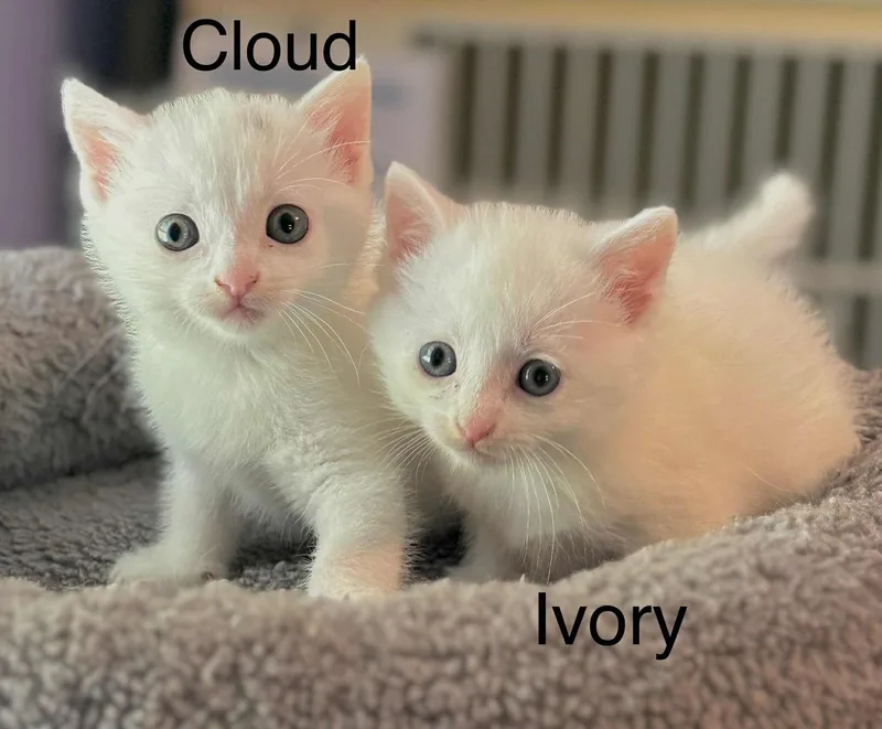 Cloud  & Ivory thumbnail 2