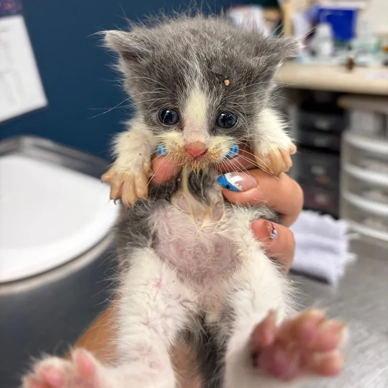 A baby small-sized female Gray / Blue / Silver Domestic Short Hair cat named Sugar for adoption in Newark, NJ