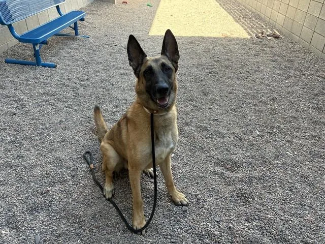 An adult large-sized male Belgian Shepherd / Malinois dog named Cortez for adoption in Mesa, AZ