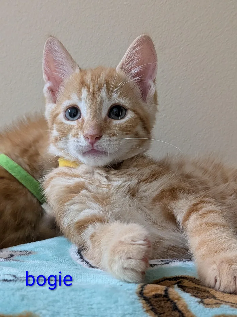 A baby small-sized male Orange & White Domestic Short Hair cat named Bogie for adoption in Walla Walla, WA