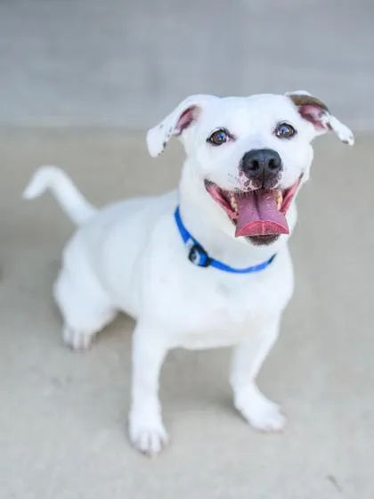 An adult medium-sized female Mixed Breed dog named Cali for adoption in Longmont, CO