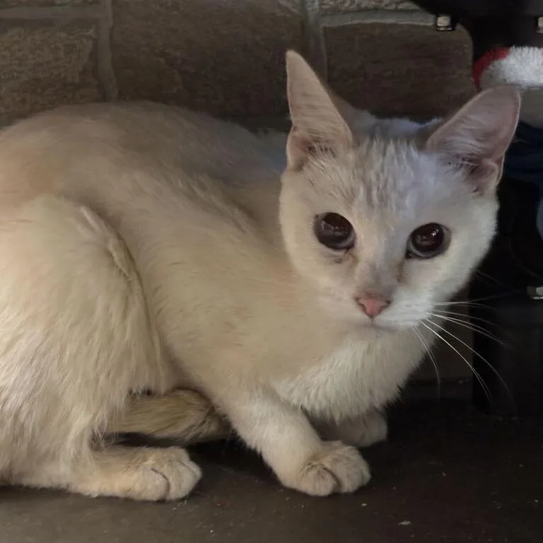 A young medium-sized female Flame Point Domestic Short Hair cat named Our Naur for adoption in Davenport, IA