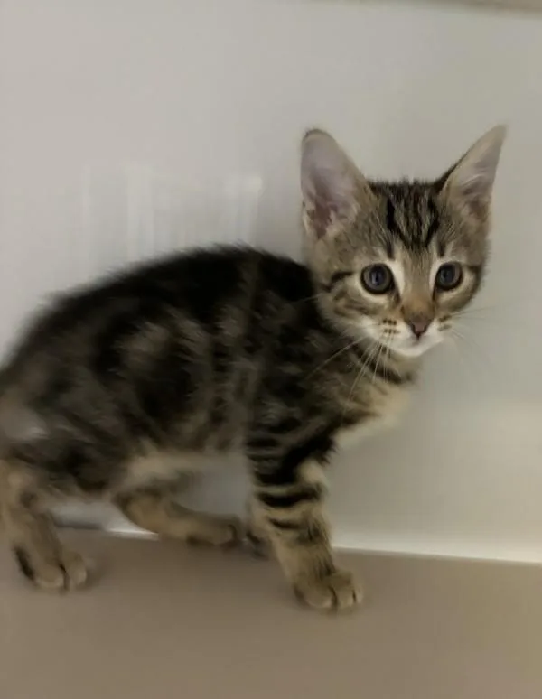 A baby small-sized male Domestic Short Hair cat named Elbow Macaroni for adoption in Salt Lake City, UT