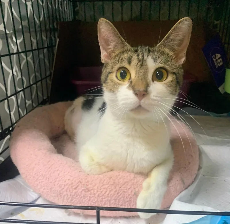 A young medium-sized female Domestic Short Hair cat named Cassidy for adoption in Allentown, PA