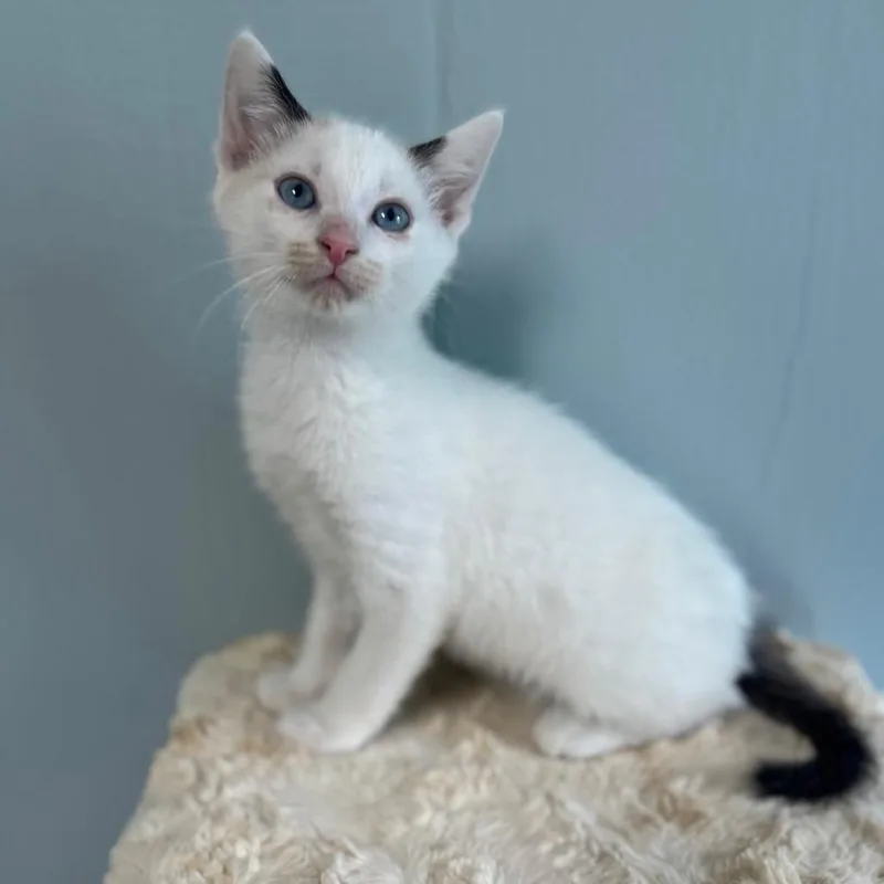 A baby small-sized male White Siamese cat named Spot for adoption in Brownsboro, AL