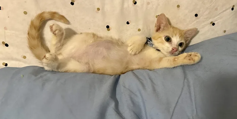 A baby medium-sized male Orange & White Domestic Short Hair cat named Alby for adoption in Fresno, CA