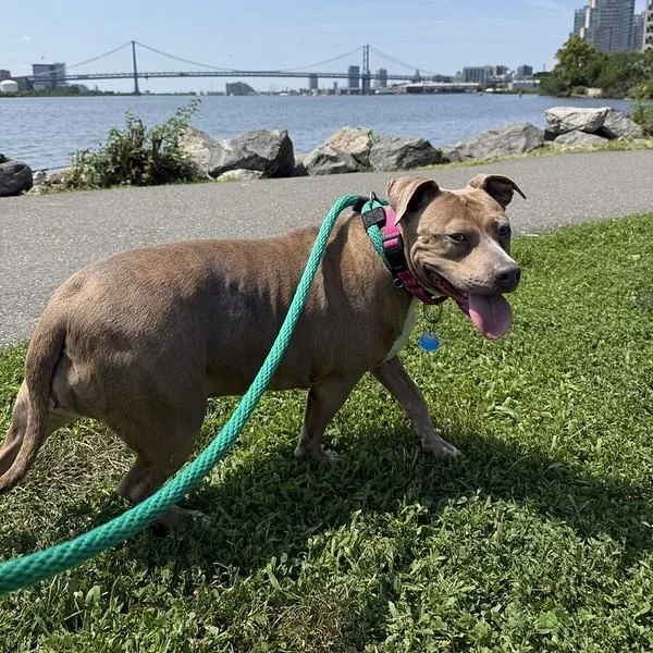 An adult large-sized female Yellow / Tan / Blond / Fawn Mixed Breed dog named Pippi for adoption in Narberth, PA