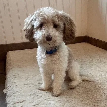 An adult small-sized male White / Cream Miniature Poodle dog named Roman for adoption in Perkiomenville, PA