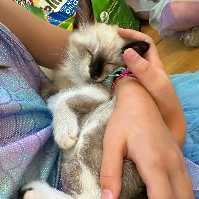 A baby small-sized female Domestic Short Hair cat named Robin for adoption in Escondido, CA
