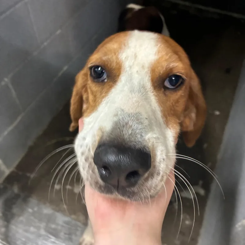 An adult small-sized male Treeing Walker Coonhound dog named Wrangler for adoption in Corbin, KY