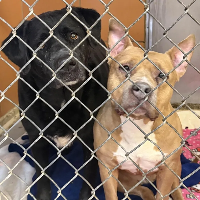 Elsa Bonded To Sky thumbnail 2