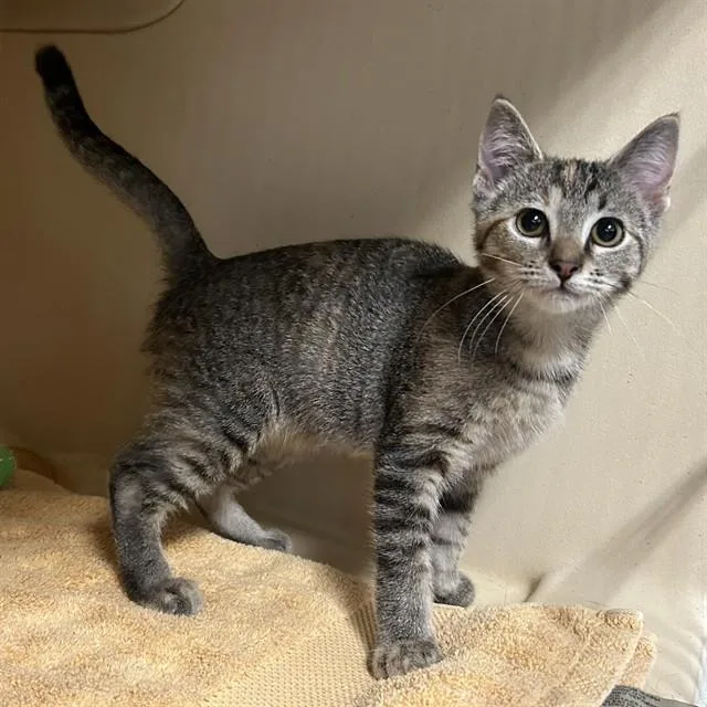 A baby small-sized female Domestic Short Hair cat named Toffee for adoption in Lincolnton, NC