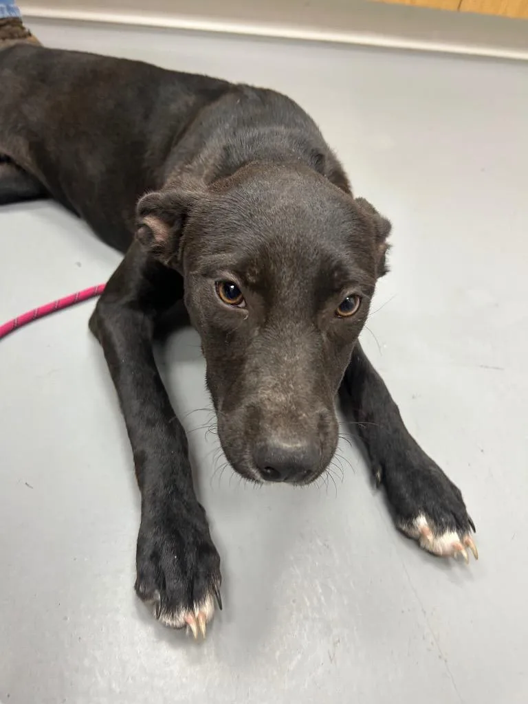 A baby medium-sized female Mountain Cur dog named Blob Shark for adoption in Hartsville, SC