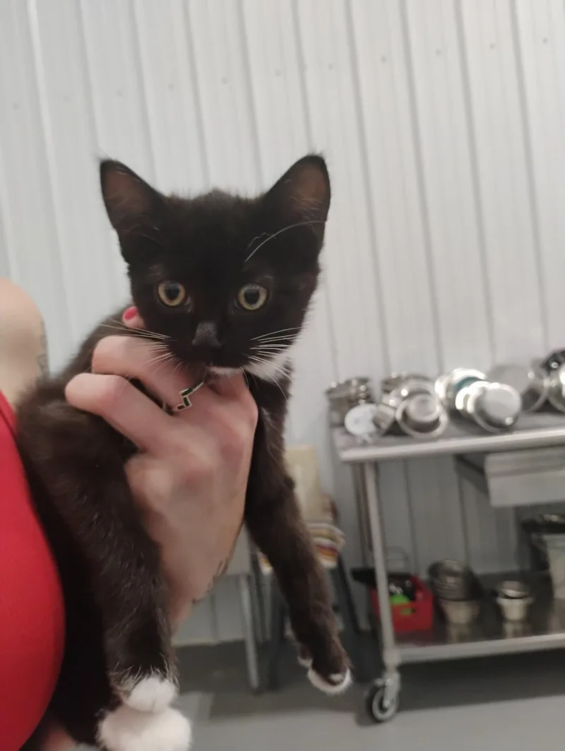 A baby small-sized female Black & White / Tuxedo Domestic Medium Hair cat named Laureen for adoption in Kalamazoo, MI