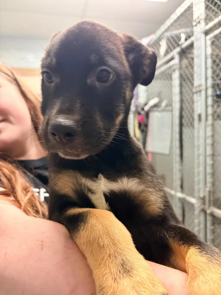A baby medium-sized male German Shepherd Dog dog named Silas for adoption in Huntington, IN