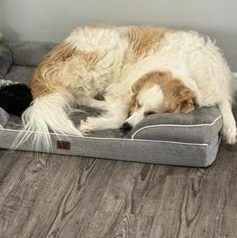 An adult extra large-sized female Great Pyrenees dog named Daisy Jo for adoption in Croydon, NH