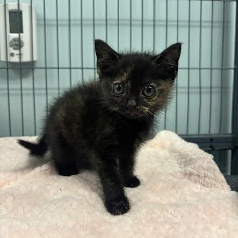 A baby small-sized female Tortoiseshell Domestic Medium Hair cat named Stickers for adoption in Mooresville, NC