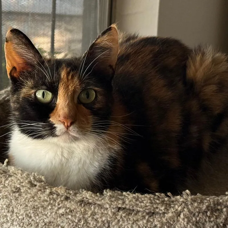 Peaches