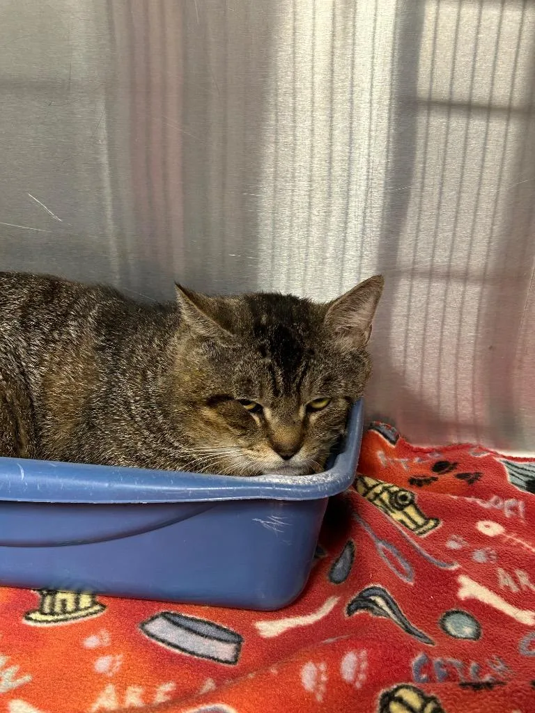 An adult medium-sized male Tabby cat named Conan for adoption in Gautier, MS