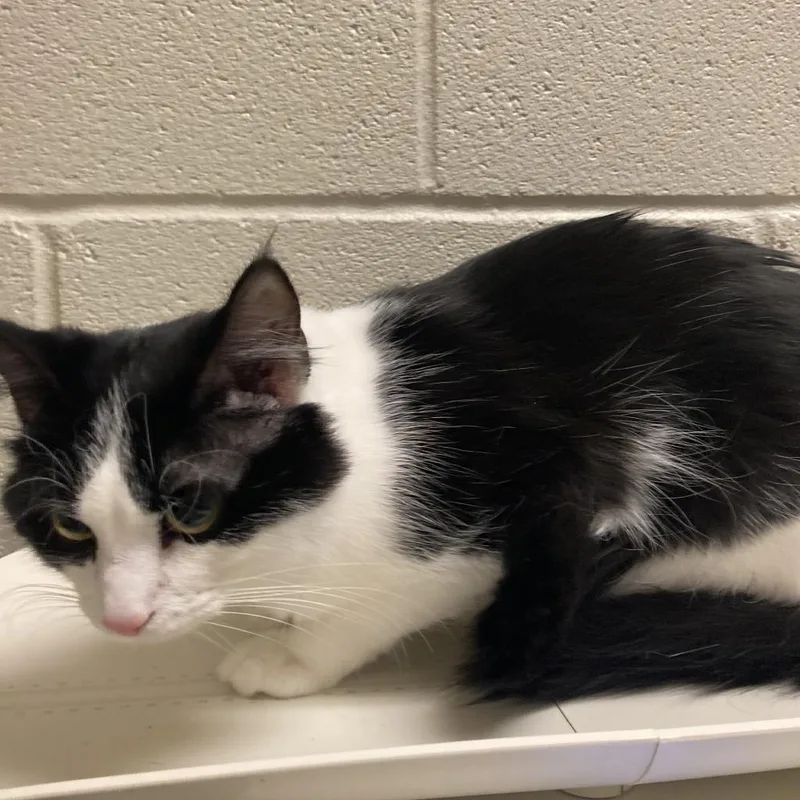 An adult medium-sized male Black Domestic Medium Hair cat named Munchie for adoption in Bristol, IN