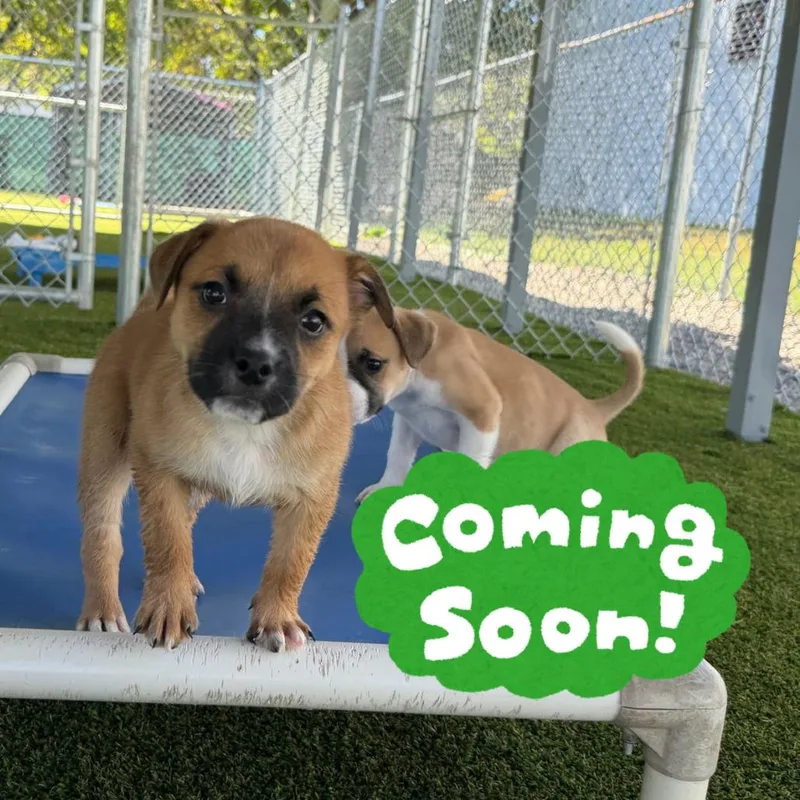 A baby small-sized female Yellow / Tan / Blond / Fawn Mixed Breed dog named Kale for adoption in Waynesville, NC
