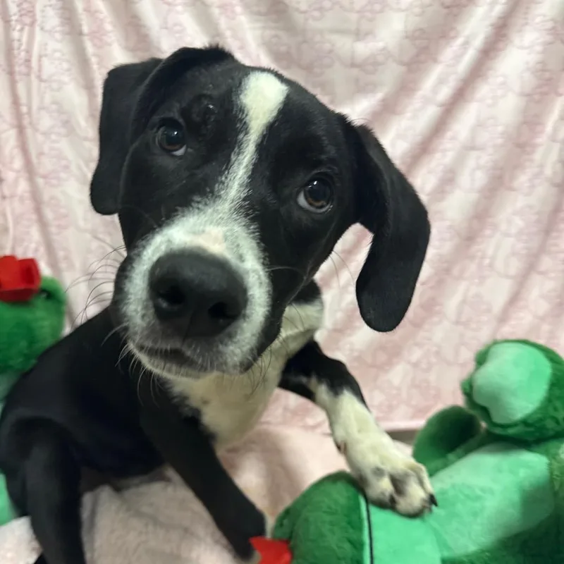 A young medium-sized male Mixed Breed dog named Ham for adoption in Deerfield, IL