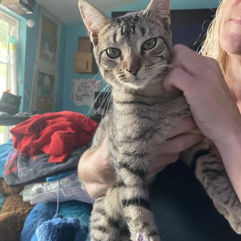 A young medium-sized male Tabby (Brown / Chocolate) American Shorthair cat named Wedge for adoption in Manchester, CT