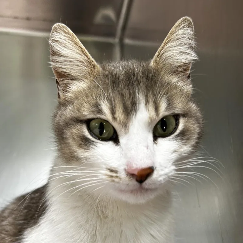An adult medium-sized female White Domestic Short Hair cat named Dixie for adoption in Leander, TX