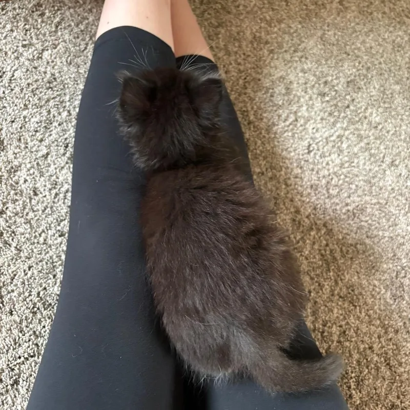 A baby small-sized female Black Domestic Long Hair cat named Maxi for adoption in Mondovi, WI