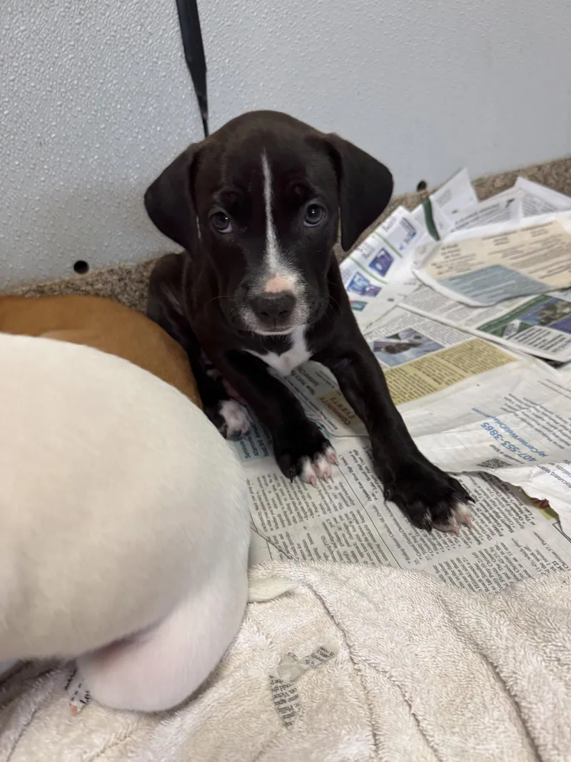 A baby medium-sized male Labrador Retriever dog named Ronaldo for adoption in Sanford, FL