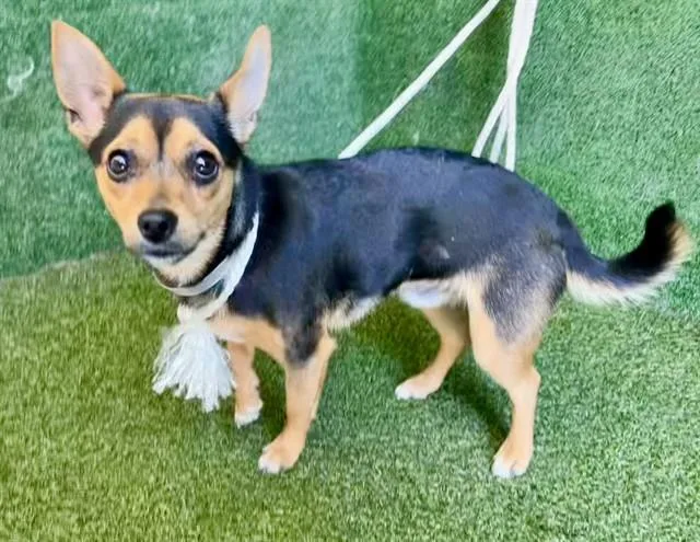 A young small-sized male Chihuahua dog named A for adoption in Lancaster, CA