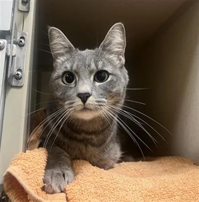 A young small-sized female Domestic Short Hair cat named Lola for adoption in Denver, CO