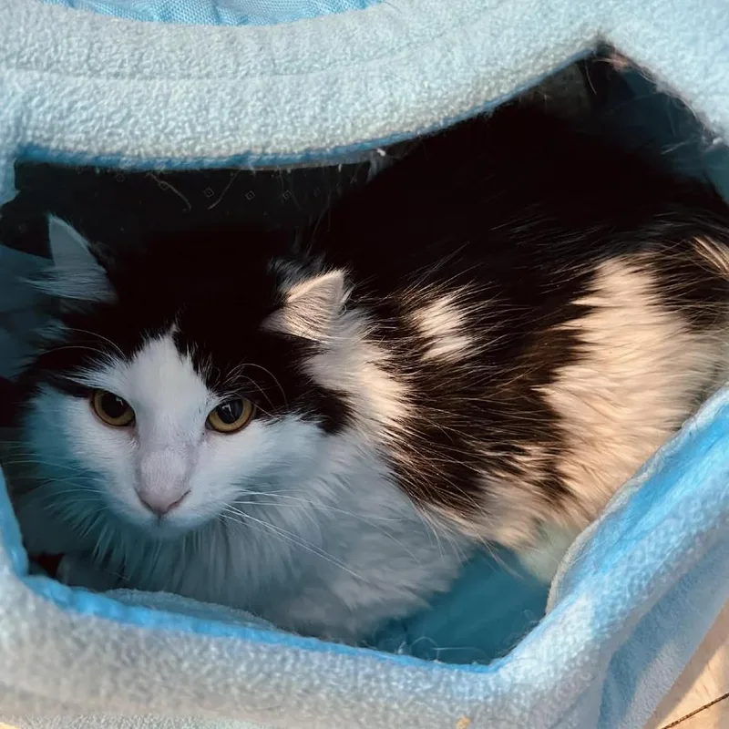 Messy Mindy Washington Petsmart