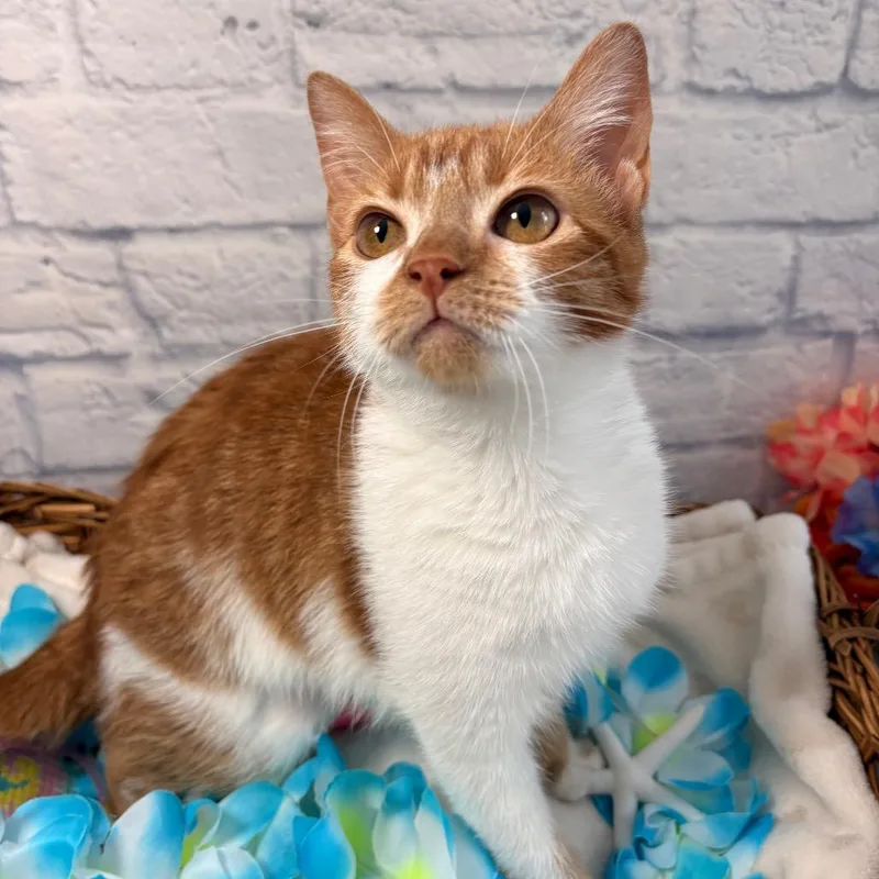 A young small-sized female Orange / Red Domestic Short Hair cat named Satsuma for adoption in Harrisonburg, VA