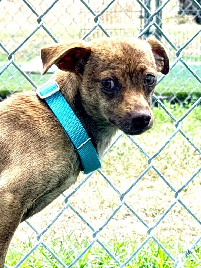 A young small-sized female Chihuahua dog named Galleon for adoption in Cape Coral, FL