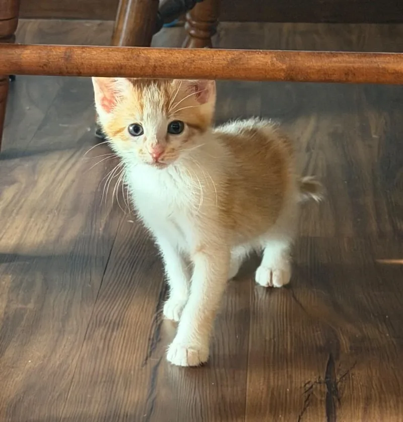 A baby medium-sized male Domestic Short Hair cat named Olaf for adoption in Columbia, IL