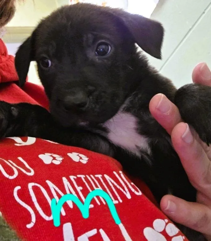 A baby small-sized male Mixed Breed dog named Stanley for adoption in Crandon, WI