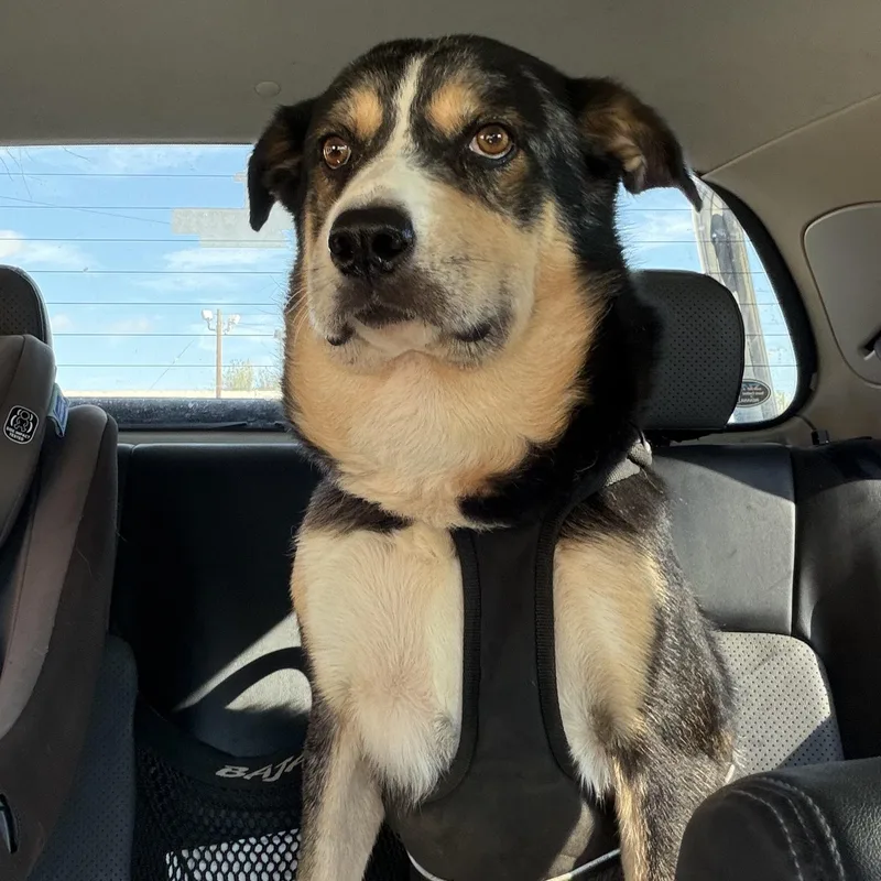 An adult medium-sized male Tricolor (Brown, Black, & White) Shepherd dog named Link for adoption in Marfa, TX