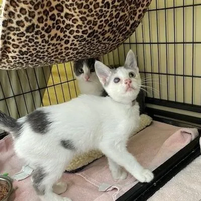 A baby small-sized male White Domestic Short Hair cat named Coca Cola for adoption in Long Beach, CA