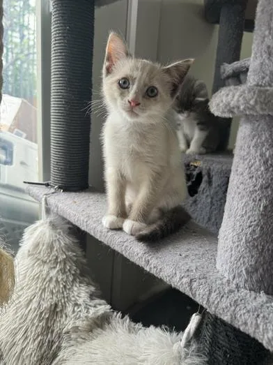 A baby medium-sized female Blue Point Siamese cat named Eclair for adoption in Liverpool, TX